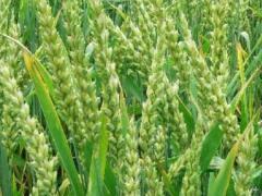 魚臺縣雨辰谷物種植專業合作社 優質谷物銷售與服務